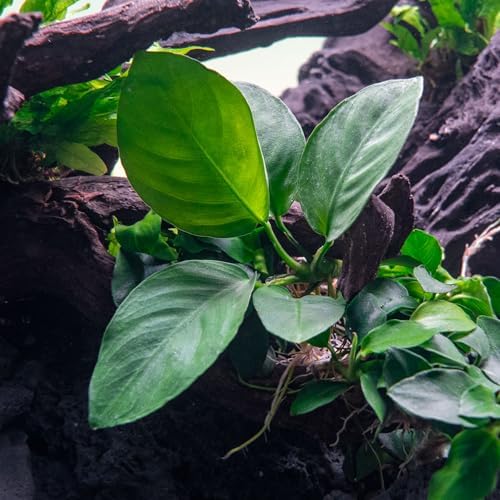 SubstrateSource Anubias Live Aquarium Plants - 3 Potted Freshwater Plants for Fish Tanks
