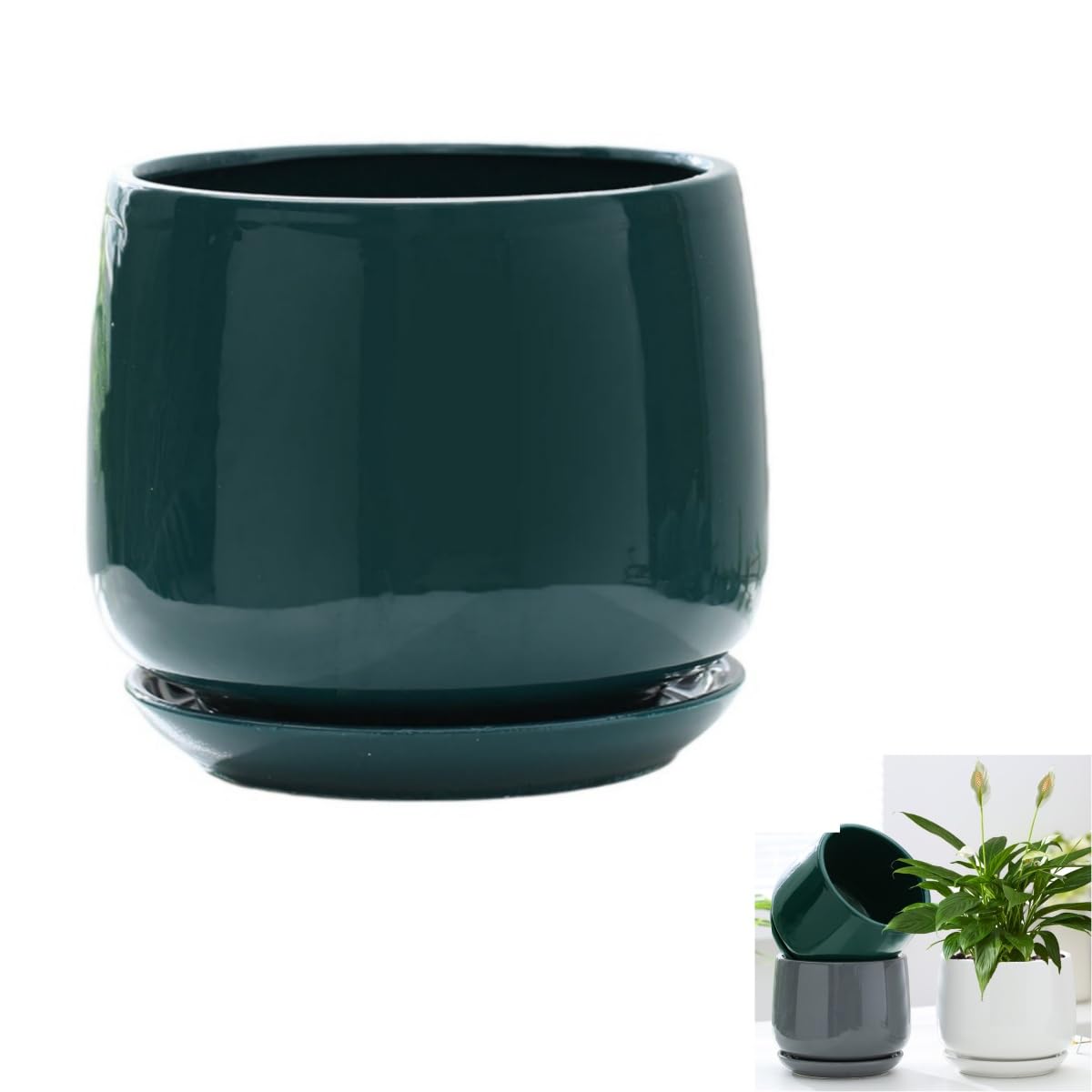 ［現品］12番　ブラッサイア　8号　観葉植物　室内　大型　鉢受け皿付き　おしゃれ 現品］12番 ブラッサイア 8号 観葉植物 室内 大型 鉢受け皿付き