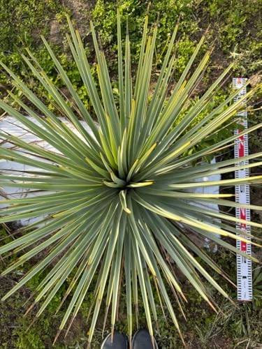 観葉植物 ユッカリギダ」の人気商品一覧 | 安い商品を通販サイトから