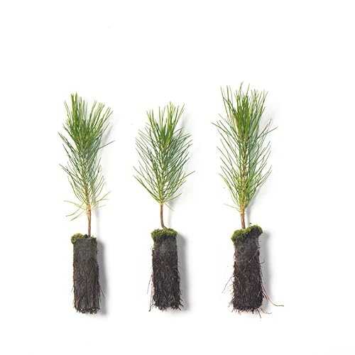 Ponderosa Pine Live Tree Plug Seedlings | 6"-12" | Arbor