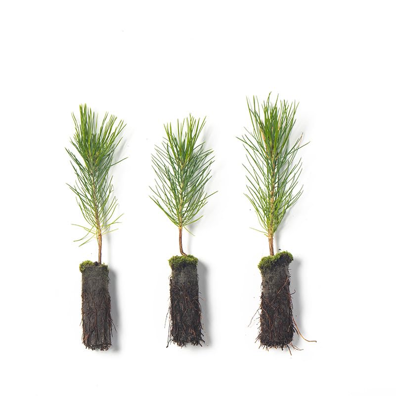 Arbor Day Ponderosa Pine 3 pack plug