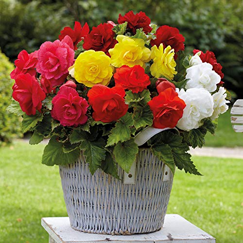 Thompson & Morgan Begonia Tubers Giant Flowers Collection Outdoor Half-Hardy Plant for Patio, Borders & Containers, Easy to Grow, 10 x Begonia Tubers (Begonia Double Giant Flower Mixed x 10 tubers)