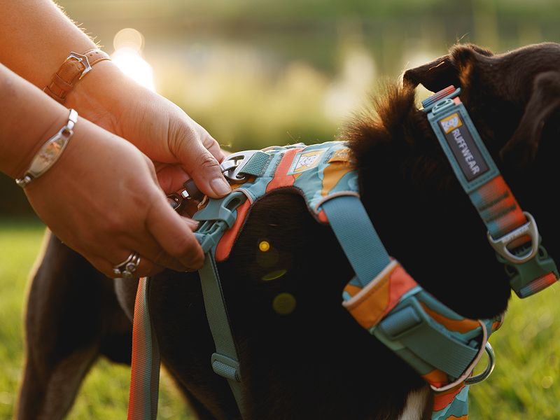 Amazon | RUFFWEAR(ラフウェア) フロントレンジハーネス ブレイズ