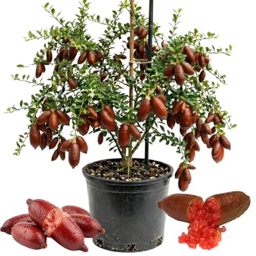 Red Finger Lime Live Tree, 1-2 Ft Tall, 3 Gallon Pot for Growing