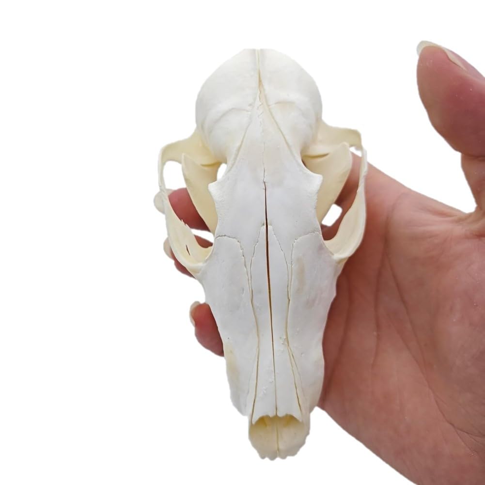 DRXRD Taxidermie Tierknochen, Echtes Tierschädel-Exemplar, Natürliche Schädel-Skelett-Dekor, zum Verständnis der Tierschädelstruktur und Sammlungen Fox Skull