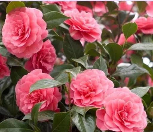 NEW DEBNATH NURSERY Camellia japonica Camellia Flower Live Plant (B0CHQ8MGY1) Amazon Price History, Amazon Price Tracker