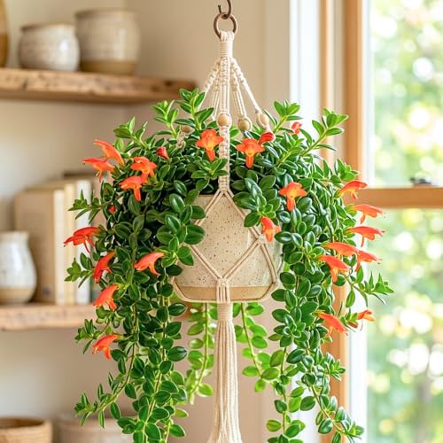 Goldfish Plants Live Houseplants 4-7 Inches Tall in 4 Inch Pot Trailing Goldfish Plant Live Bright Orange Flowers Indoor Plant for Home Decor