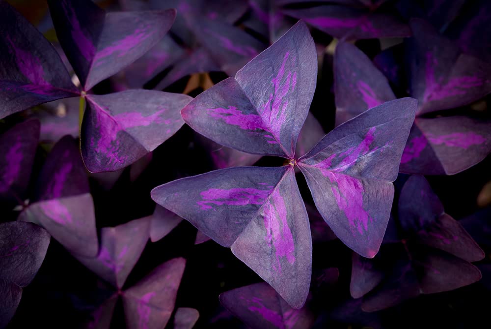 Purple Shamrock Bulbs - 5 Bulbs to Plant