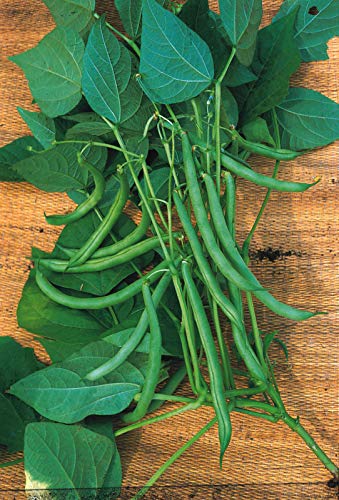 Kings Seeds - Climbing French Beans Blue Lake - 125 Seeds by Wafer