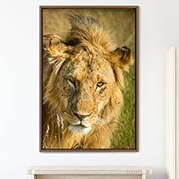 Framed Canvas Wall Art Lions Animals Chic Dramatic Lion Living Room Multicolor Photography - 16x24 inches