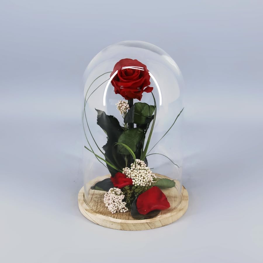 Rosa Roja Eterna Preservada en Cúpula de Cristal (26cm) – Regalo Romántico para San Valentín, Sant Jordi y Día de la Madre