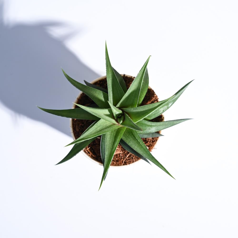 UGAOO Haworthia Limifolia var. Ubomboensis Succulent Live Plant with Pot-image-30