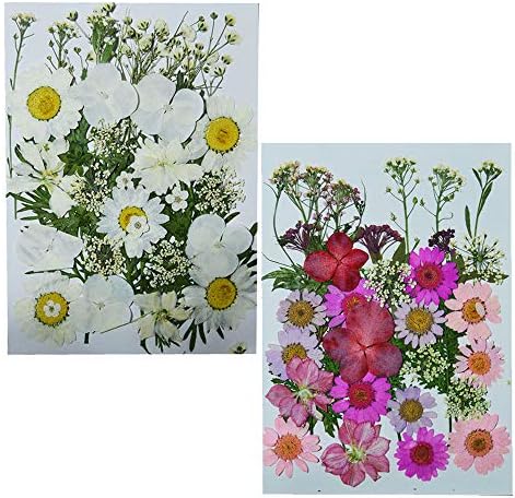 UOKWIWI Real Dried Pressed Flowers Assorted Colorful Daisies Leaves Hydrangeas for Art Craft DIY - 2 Pack Size 1