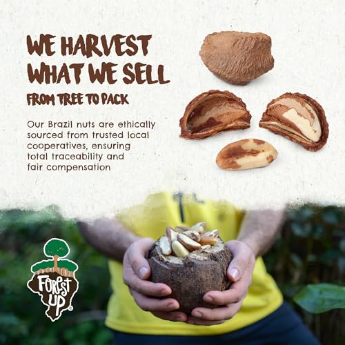 Image of Snack The True Organic Brazil Nuts 15 oz - Raw and Unsalted - Kosher - Healthy-Rich in Vegetable Protein - Harvested in Amazon Rainforest - Fresh, Vegan and Gluten Free - Forest Up