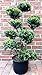 Gartenbonsai, Höhe: 130-140 cm, Ilex crenata Glorie Gem, Bonsai + Dünger