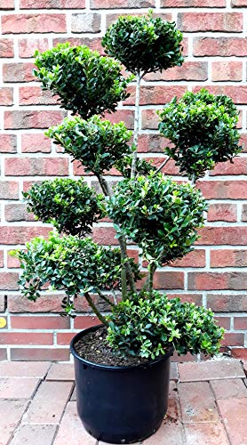 Gartenbonsai, Höhe: 130-140 cm, Ilex crenata Glorie Gem, Bonsai + Dünger