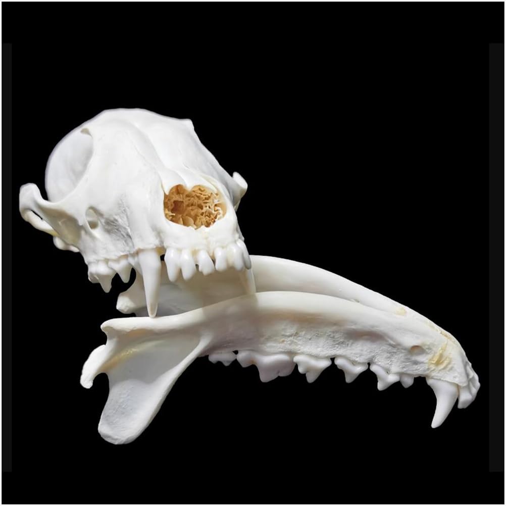Echte Fuchs Schädel Replik - 1:1 Lebensgröße Tier Schädel Modell - Fuchs Tier Taxidermy Supplies Art Bone Modell - für Home Bar Dekorative 'Hallween Dekoration Requisiten