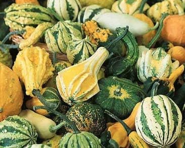 Miniatura 2 de Semillas de calabaza "Small Gourd Mix" para plantar, más de 25 semillas tradicionales por paquete, semillas de jardín de Isla (semillas de jardín de