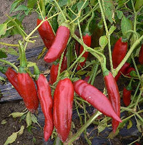 Miniatura 3 de Guajillo Chile Pepper-utilizado en salsas, salsas de chile, sopas y guisos. (25 - Semillas)