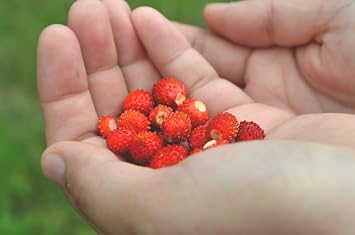 Alexandria Red Alpine Strawberry Fraise des Bois Premium Seeds for Planting Packet