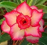 20 Fresh Seeds Adenium Obesum Desert Roses Rare www YELLOW-SUNRISE-us