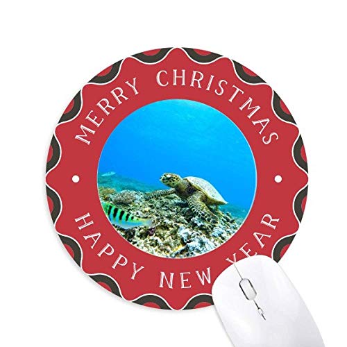 C̃J̋̉Ȋw͎R̎ʐ^ ~`S̃NX}X}EXpbh