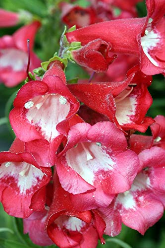 Penstemon 'Re Giorgio V'