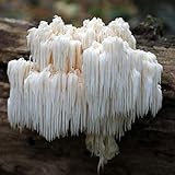 Bear's Head Tooth Mushroom Grain Spawn - 1 lb. Ready to Use - Grow Your Own Gourmet or Medicinal Mushrooms at Home or Commercially - for G2G Transfer or Pasteurized Straw Inoculation