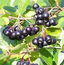 Aronia, chokeberry 'Hugin', approx. 60 cm, in pot