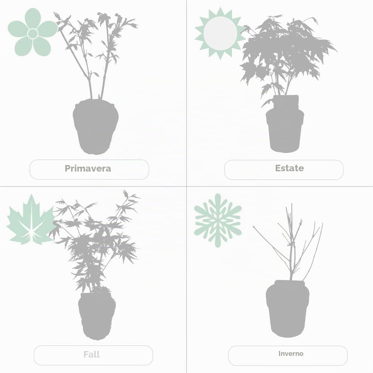 Bloomique - Set di 4 - Acer Palmatum Atropurpureum - Foglia Rossa - Acero Giapponese - Resistente al Freddo - Pianta da Giardino - Alte 25-40 cm - Vaso 10,5 cm