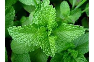 Live Peppermint Sweet Mint Plant Garden Herb 5-7" Tall 3.5" Pot