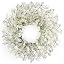 White Forsythia