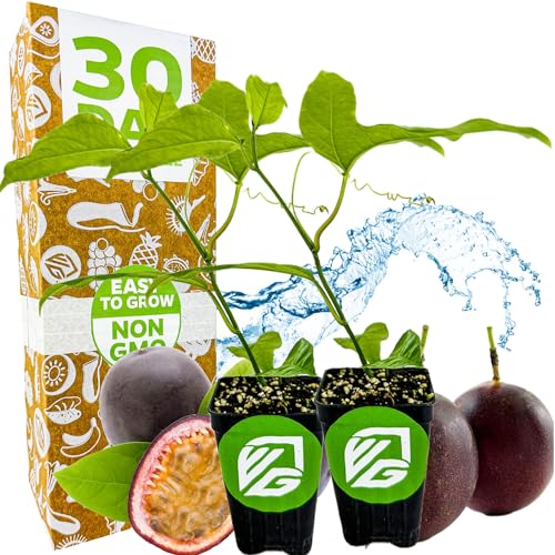 Purple Possum Passion Fruit Vine Live Plant – Passiflora edulis