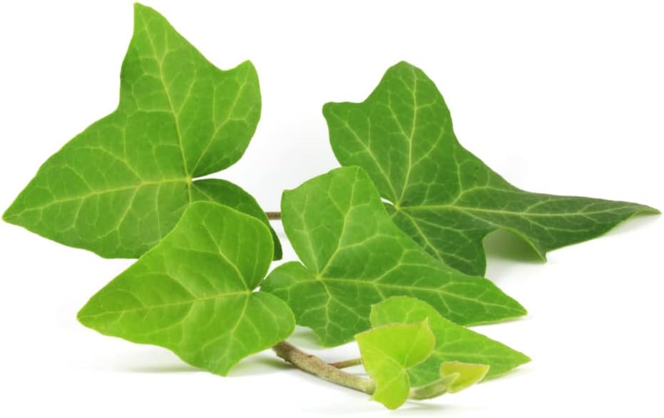 Garden Perennial Ivy 'Hedera Helix' 3 x Full Plants in 1 Litre Pots