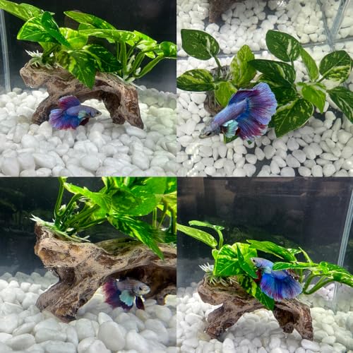 Smoothedo-Pets GZDY Fish Tank Decorations Aquarium Decor Ornaments Betta Silk Leaf Pad Hammock Artifical Driftwood Cave Goldfish Bowl Accessories thumb #6