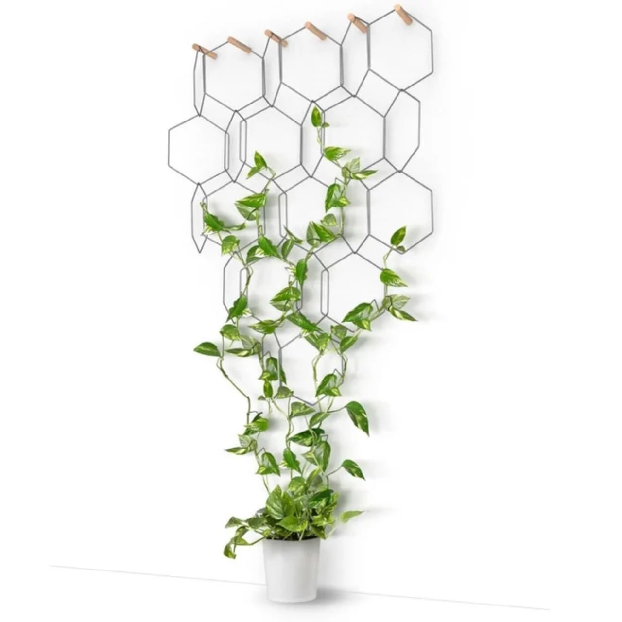 ecofynd 5 inches Metal Plant Stakes, Pentagon Shape Single Stem Flower Plant Support, Garden Plant Trellis for Outdoor Amaryllis Orchid Lily Rose Tomatoes (Black, Pack of 3) (B0CKLTX9NF) Amazon Price History, Amazon Price Tracker