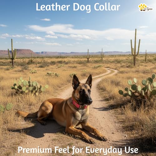Image of ADITYNA Leather Dog Collar for Medium & Large Dogs, Adjustable 15-21 inch Neck | Padded, heavy-duty metal buckle. Great for walking, training and hiking - ideal for Labrador, Boxer, Pitbull and Collie.