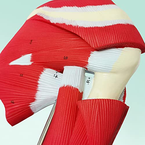 Image of NEW HORIZON Muscled Shoulder Joint Model - Shows Complete Shoulder Musculature from Rotator Cuff to Subscapular Muscles - Includes Base,Manual, Education in the Field of Mathematics