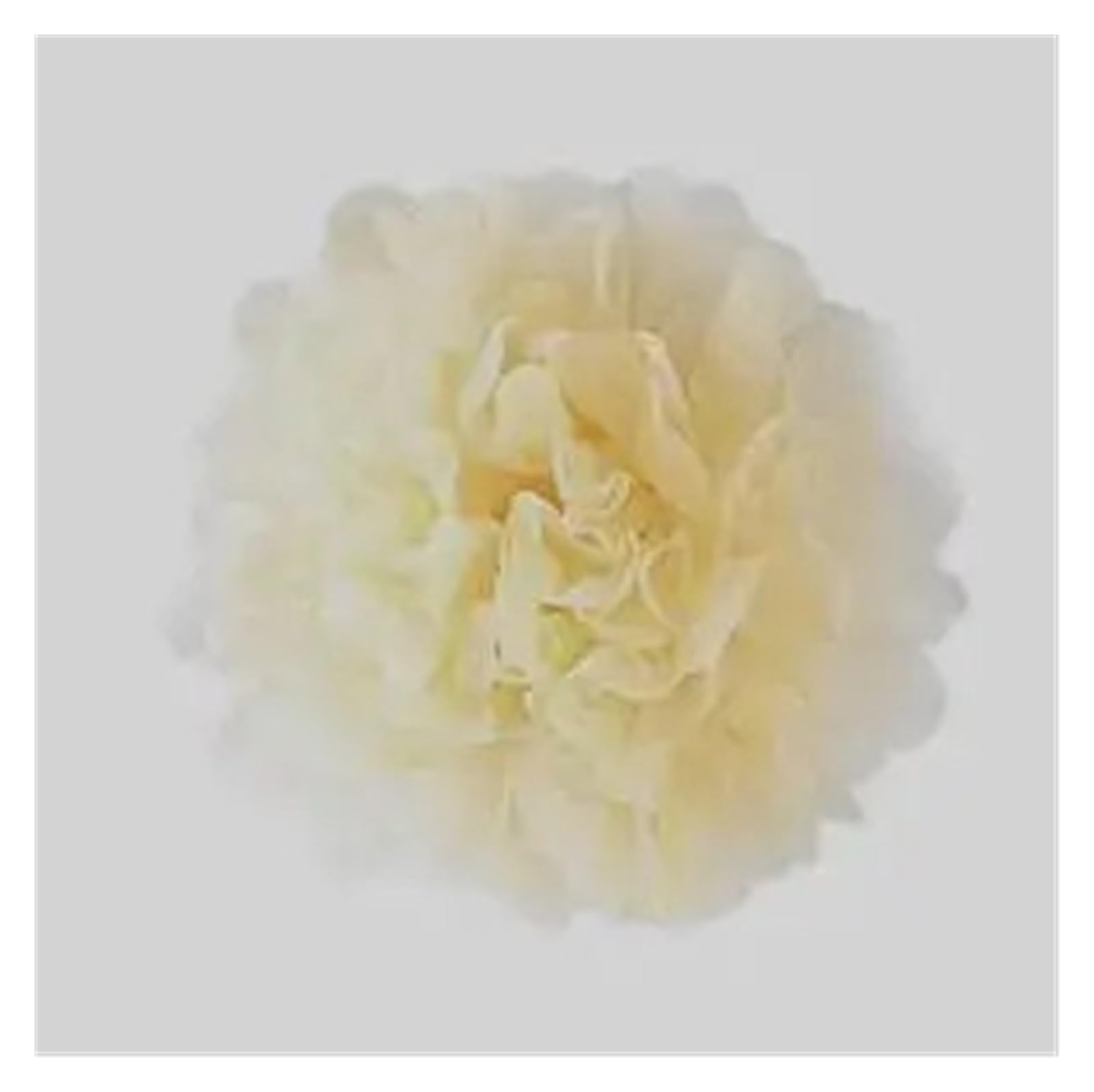 Pompons en Papier