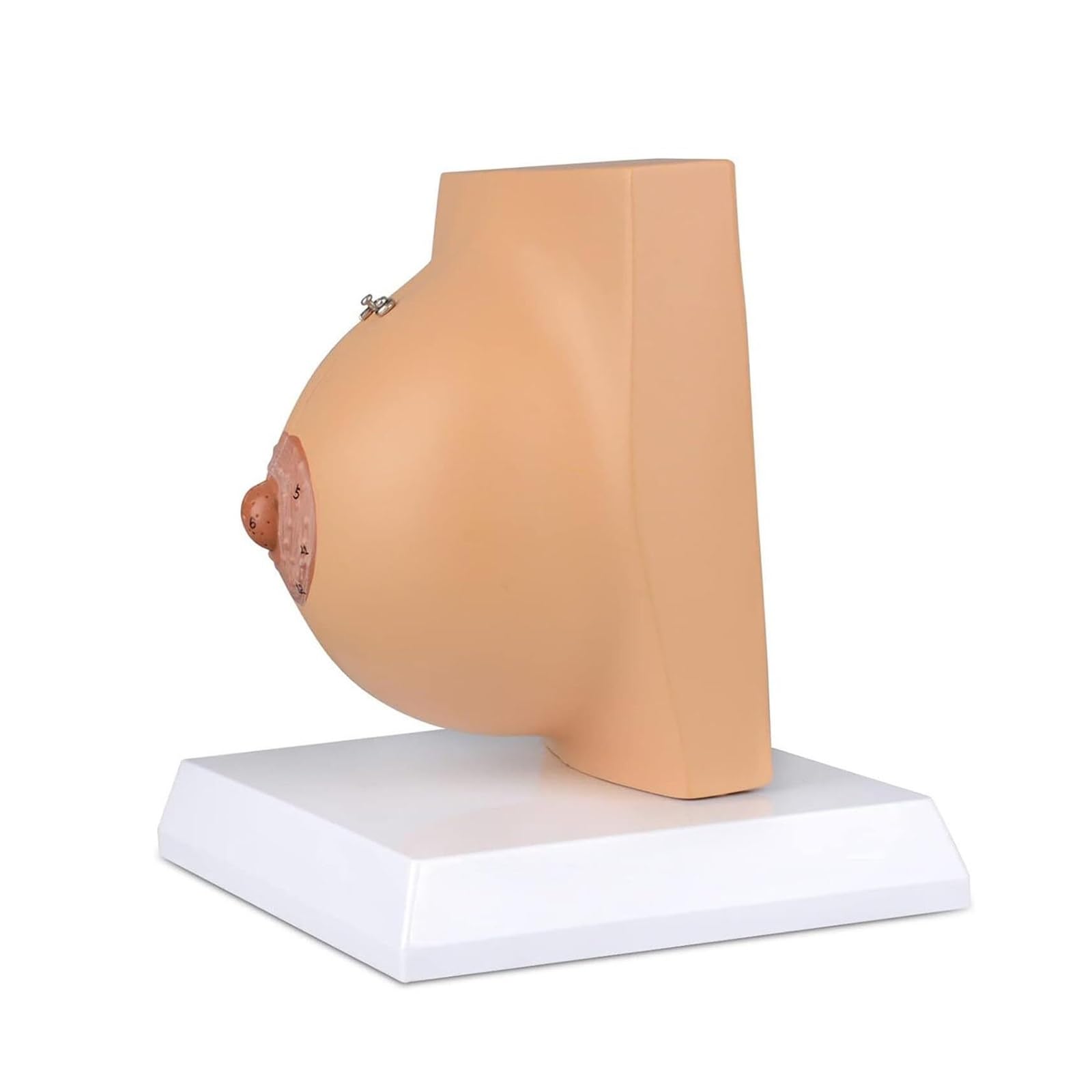Female Breast Anatomy Model - Lactation Teaching Model For Nursing And Medical Education