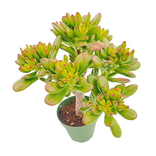Sprout N Green Hobbit Jade - Crassula Ovata Hobbit, Rare