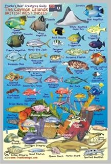 Cayman Islands Reef Creatures Waterproof Fish Card 4"x6"