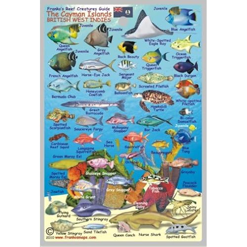 Cayman Islands Reef Creatures Waterproof Fish Card 4"x6"