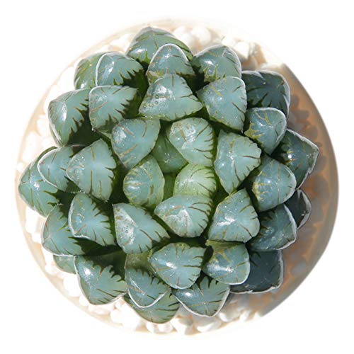 succulent sticks on fire Euphorbia tirucalli 'Sticks on Fire' 6 Inch main image 1