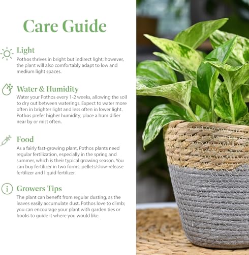 Image of American Plant Exchange Golden Pothos 4-Inch Pot - Easy-Care Trailing Houseplant, Air-Purifying Vine for Home & Office, Low-Maintenance Indoor Plant for Hanging Baskets & Shelves