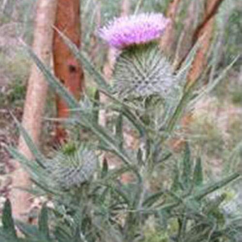 Herb Seeds - Scottish Thistle - 25 Seeds by Wafer
