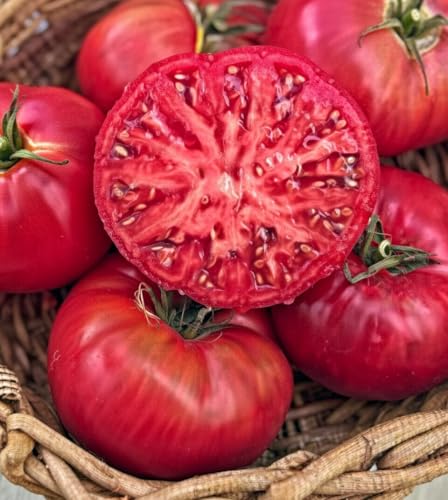 Marde Ross & Company Pink Ponderosa Heirloom Tomato Seeds - Large Tomato - One of the Most Delicious...