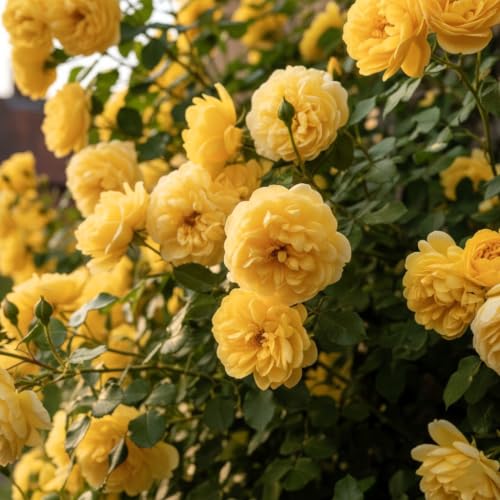 Image of Climbing Rose Flower Seeds,75 Seeds Pack, Year-Round Blooms (YELLOW)