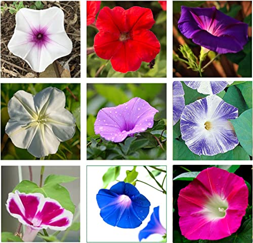 250+ Morning Glory Seeds For Planting, Mixed Color Heirloom Vine, High Germination Rate Open Pollinated Seeds Wonderful Gardening Gifts A01 #TOP4