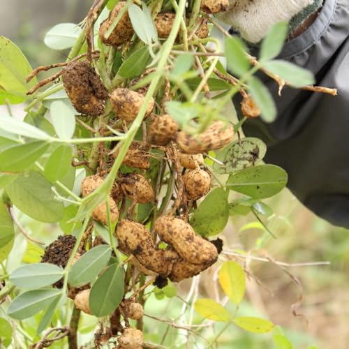 Peanut Seeds, Butterfly Garden Plant, Nectar Source, Wildlife-Friendly Species, Ecological Garden Addition 20pcs